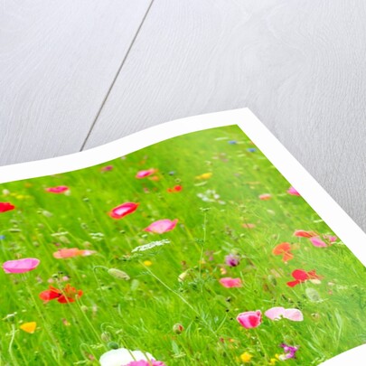 Meadow flowers by Assaf Frank